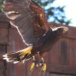 Sherwood Forest Faire 2015