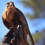 Sherwood Forest Faire 2015