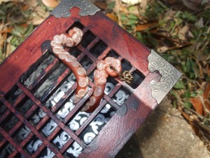 Pandora Box Tentacle