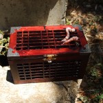Pandora Box