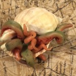 Sea Kraken Hatchling