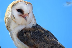 Sherwood Forest Faire 2015